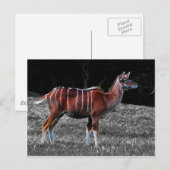 Deer Kudu Briefkaart (Voorkant / Achterkant)
