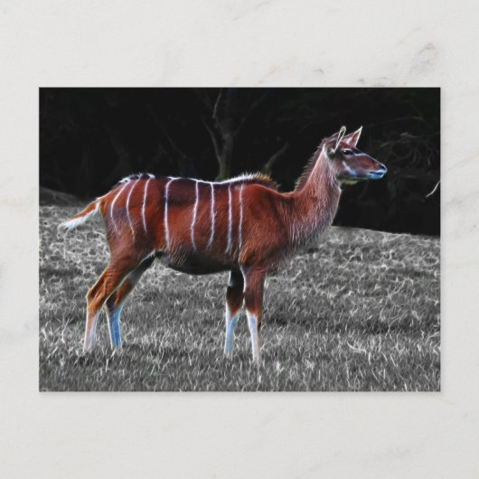 Deer Kudu Briefkaart (Voorkant)