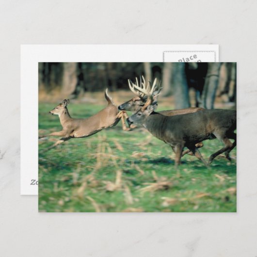 Deer loopt in het bos briefkaart (Voorkant / Achterkant)