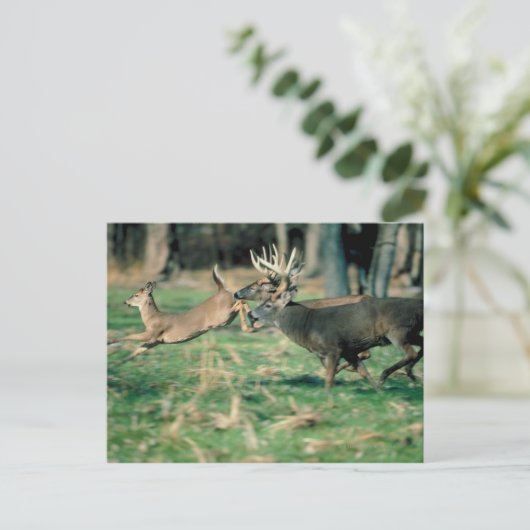 Deer loopt in het bos briefkaart (Staand voorkant)
