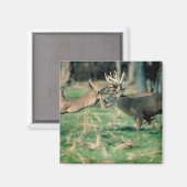 Deer loopt in het bos magneet (Voorkant / Achterkant)