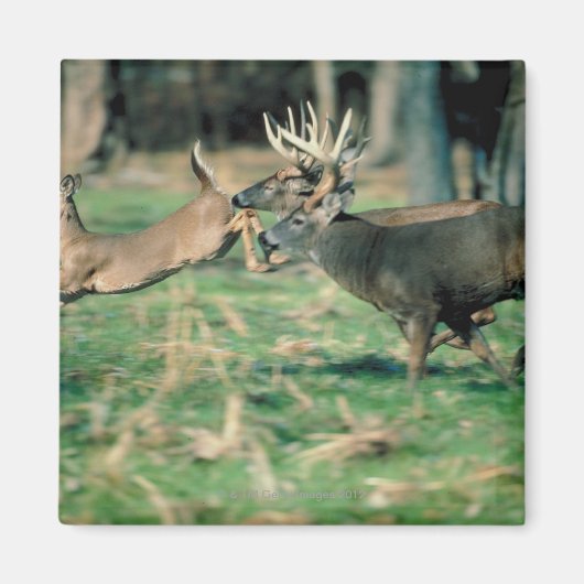 Deer loopt in het bos magneet (Voorkant)