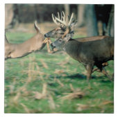 Deer loopt in het bos tegeltje (Voorkant)