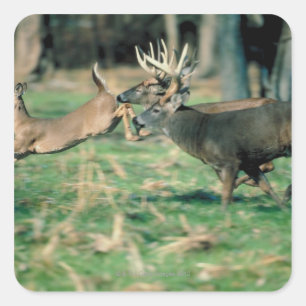Deer loopt in het bos vierkante sticker