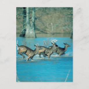 Deer loopt in water briefkaart