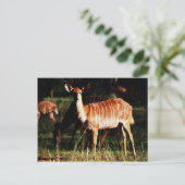 Deer Me Nyala Briefkaart (Staand voorkant)