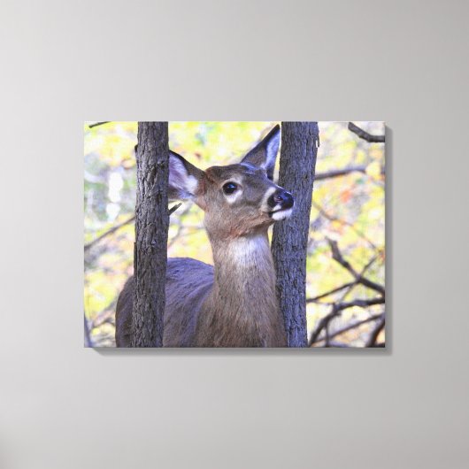 Deer Meeting in de Bossen Canvas Afdruk (Voorkant)