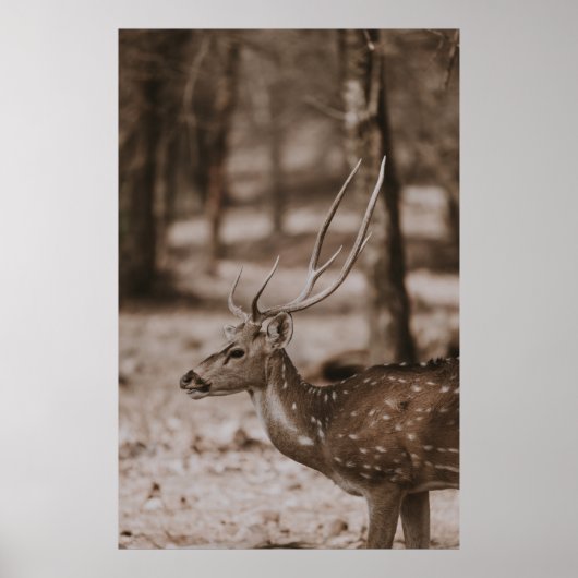 DEER MET ANTLERS POSTER (Voorkant)