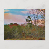 Deer met een roze blauwe lucht briefkaart (Voorkant)