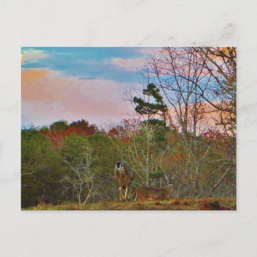 Deer met een roze blauwe lucht briefkaart (Voorkant)