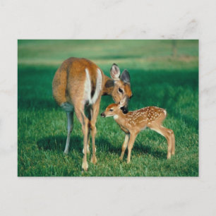 Deer Moeder & Fawn Briefkaart