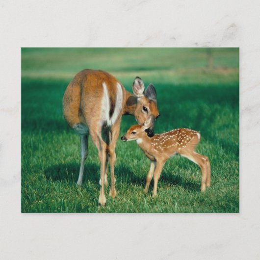 Deer Moeder & Fawn Briefkaart (Voorkant)