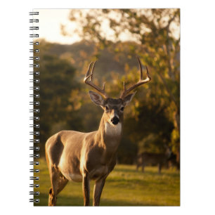 Deer Notitieboek / Journal