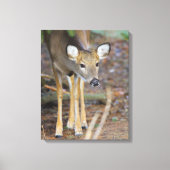 Deer, Ohio Canvas Afdruk (Voorkant)