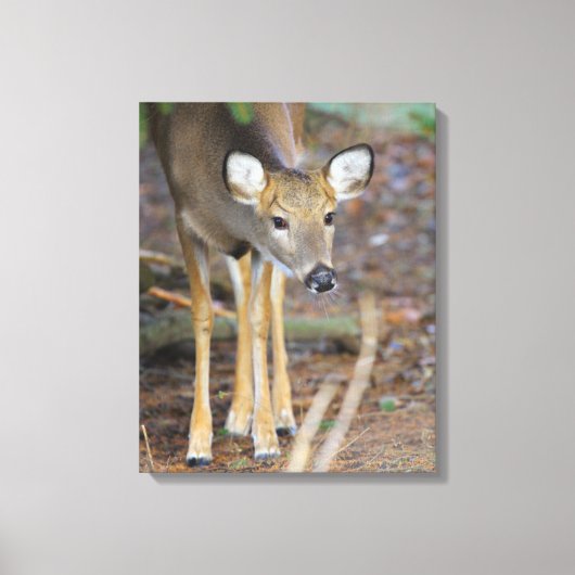 Deer, Ohio Canvas Afdruk (Voorkant)