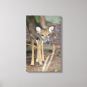Deer, Ohio Canvas Afdruk