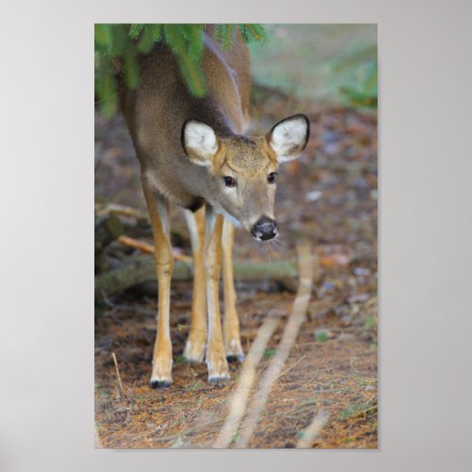 Deer, Ohio Poster (Voorkant)