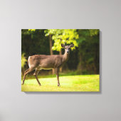 Deer on Golf Course Canvas Afdruk (Voorkant)