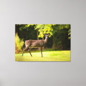 Deer on Golf Course Canvas Afdruk (Voorkant)