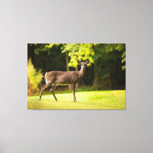 Deer on Golf Course Canvas Afdruk