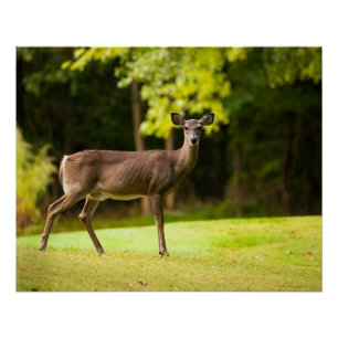 Deer on Golf Course Perfect Poster