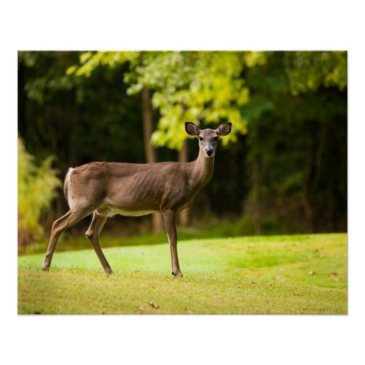 Deer on Golf Course Perfect Poster (Voorkant)
