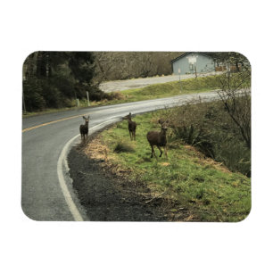 Deer on Road, Cape teleurstelling, WA Magneet