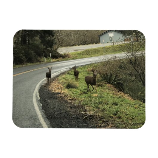Deer on Road, Cape teleurstelling, WA Magneet (Horizontaal)