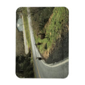 Deer on Road, Cape teleurstelling, WA Magneet (Verticaal)