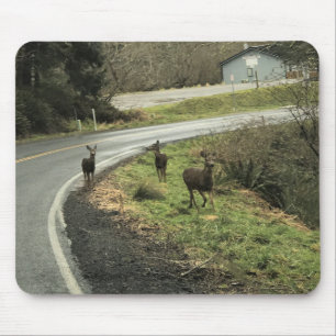Deer on Road, Cape teleurstelling, WA Muismat