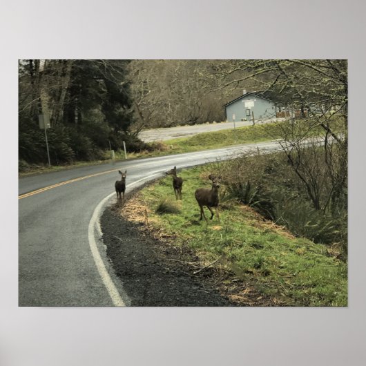 Deer on Road, Cape teleurstelling, WA Poster (Voorkant)
