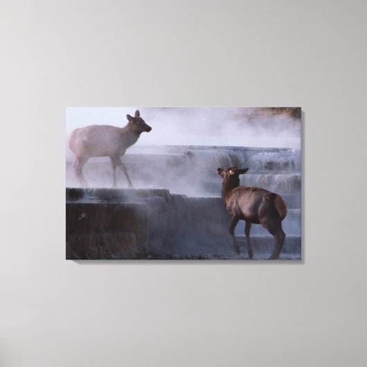 Deer on Rock Formation Canvas Afdruk (Voorkant)