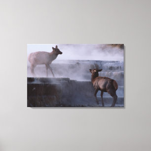 Deer on Rock Formation Canvas Afdruk