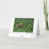 Deer onder de lupinen kaart (Achterkant)