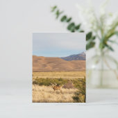 Deer op de vlakken: Grote Colorado Sand Dunes Briefkaart (Staand voorkant)