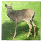 Deer over zes graden tegeltje (Voorkant)