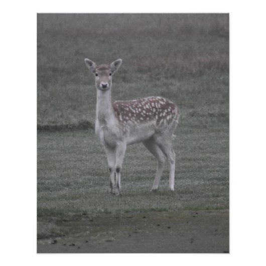 Deer Perfect Poster (Voorkant)