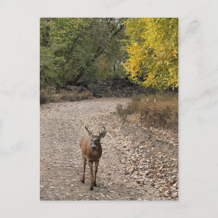 Deer Photo Briefkaart