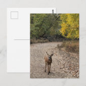 Deer Photo Briefkaart (Voorkant / Achterkant)