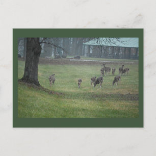 Deer Photo Briefkaart