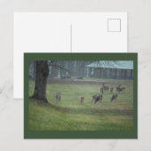 Deer Photo Briefkaart (Voorkant / Achterkant)