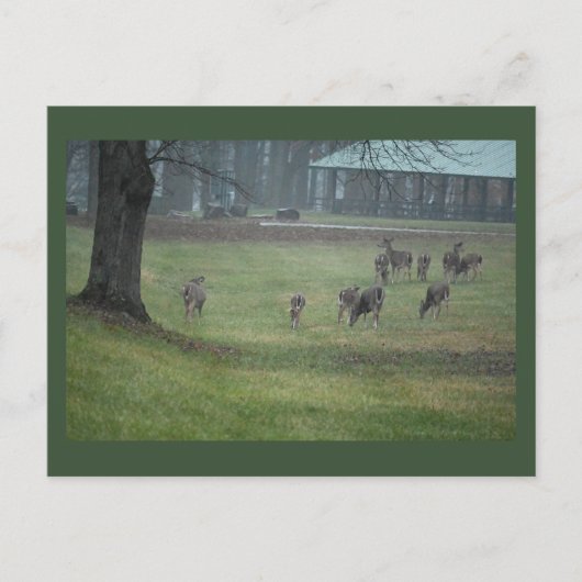 Deer Photo Briefkaart (Voorkant)