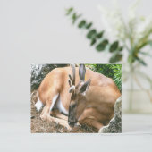 Deer Photo Briefkaart (Staand voorkant)