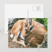 Deer Photo Briefkaart (Voorkant / Achterkant)