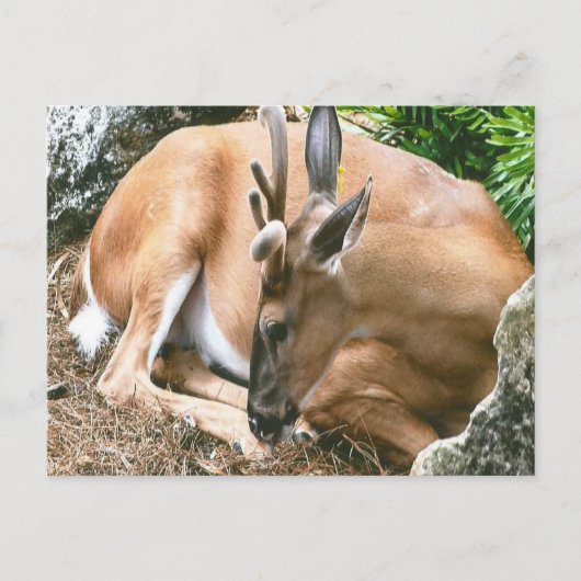 Deer Photo Briefkaart (Voorkant)