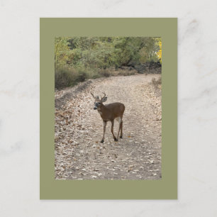 Deer Photo Briefkaart
