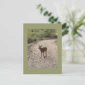 Deer Photo Briefkaart (Staand voorkant)