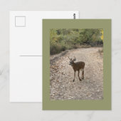 Deer Photo Briefkaart (Voorkant / Achterkant)