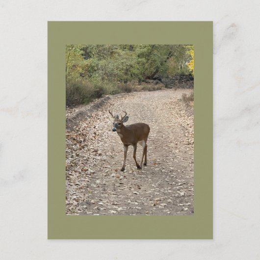 Deer Photo Briefkaart (Voorkant)