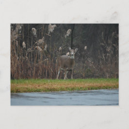 Deer Photo Briefkaart